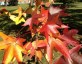 Liquidamber styraciflua - small image 1