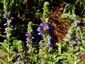 Lobelia siphilitica - small image 1