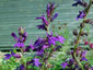 Lobelia x speciosa 'Vedrariensis' - small image 1