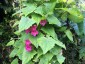 Lophospermum erubescens AGM - small image 1