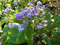 Lunaria rediviva - small image 1