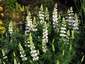 Lupinus arboreus white - small image 1