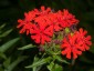 Lychnis chalcedonica - small image 1