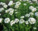 Lychnis chalcedonica 'Alba' - small image 1
