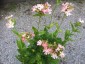 Lychnis chalcedonica 'Carnea' - small image 1