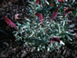 Lysimachia atropurpurea - small image 1