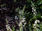 Lysimachia ephemerum - small image 1