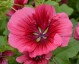 Malope trifida 'Vulcan' - small image 1