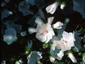 Malva moschata alba - small image 1