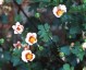 Malvastrum lateritium - small image 1