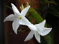 Mandevilla laxa - small image 1