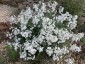 Matthiola perennis 'Alba' - small image 1