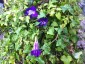 Maurandya barclayana - small image 1