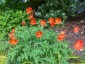 Meconopsis cambrica 'Frances Perry' - small image 1