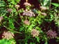 Melanoselinum decipiens - small image 1