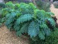 Melianthus major - small image 1
