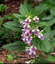 Melittis melissophyllum - small image 1