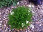 Meum athamanticum - small image 1
