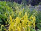 Milium effusum 'Aureum' AGM - small image 1