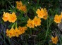 Mimulus aurantiacus - small image 1