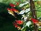 Mina lobata - small image 1