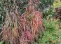Miscanthus sinensis 'Ghana' - small image 1