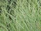 Miscanthus sinensis 'Morning Light' - small image 1