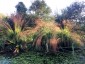 Molinia caerulea ssp. arundinacea - small image 1