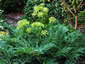 Molopospermum peloponnesiacum - small image 1