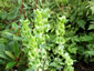 Molucella laevis - small image 1
