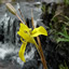 Moraea huttonii - small image 1
