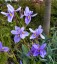 Moraea polystachya - small image 1