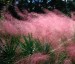 Muhlenbergia capillaris - small image 1
