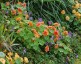 Nasturtium 'Hermine Grashoff' - small image 1
