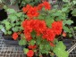 Nasturtium 'Red Hermine' - small image 1