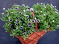 Nemophila 'Penny Black' - small image 1