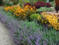 Nepeta faassenii AGM - small image 1
