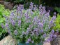 Nepeta faassenii 'Purrshian Blue' - small image 1