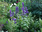 Nepeta kubanica - small image 1