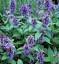 Nepeta subsessilis - small image 1