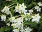Nicotiana alata - small image 1