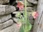Nicotiana glutinosa 'Peach Screamer' - small image 1