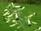 Nicotiana knightiana - small image 1
