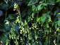 Nicotiana langsdorffii - small image 1