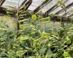 Nicotiana paniculata - small image 1