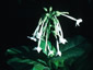 Nicotiana sylvestris - small image 1