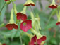 Nicotiana 'Tinkerbell' - small image 1