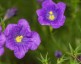 Nierembergia scoparia 'Purple Robe' - small image 1