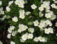 Nierembergia scoparia 'White Robe' - small image 1