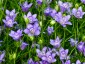 Nigella bucharica 'Blue Stars' - small image 1